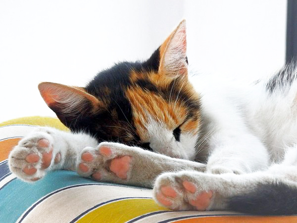 multi-colored cat sleeping