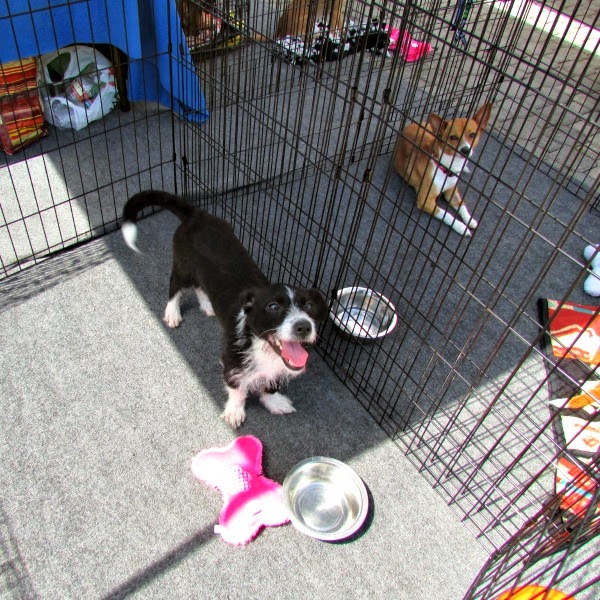 The Everyday Adventuring // East Bay SPCA Adoptathon at Jack London