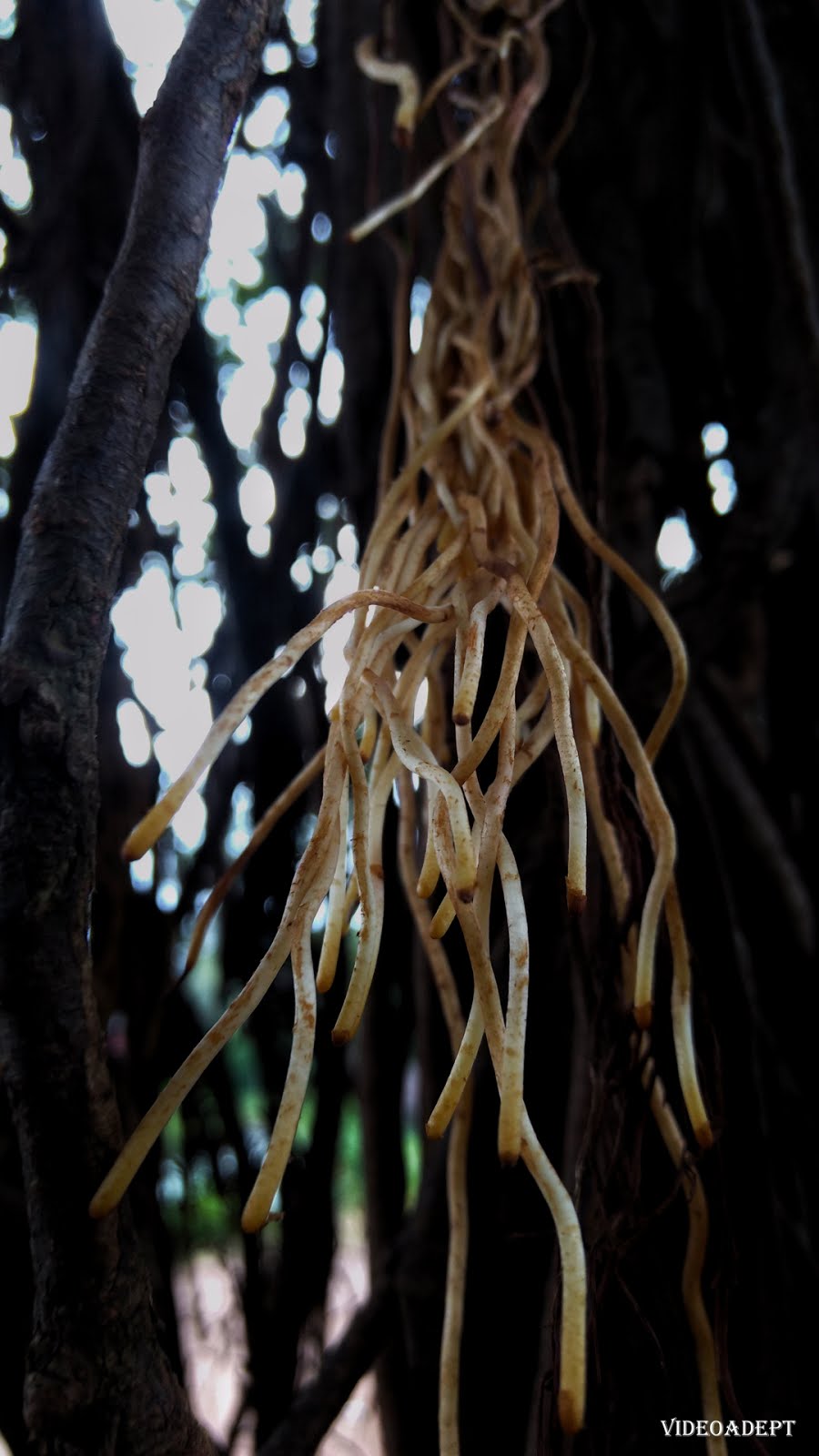 banyan tree root stock photo
