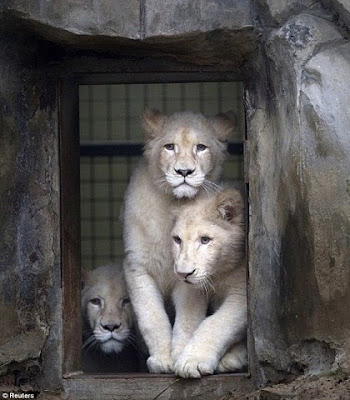 White Lions Photos, Rare White Lions