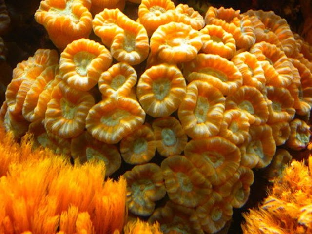 Υπέροχα κοράλλια σε εντυπωσιακούς σχηματισμούς