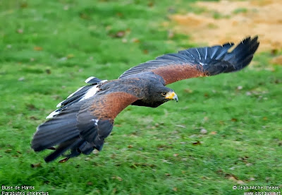 Gavilán mixto Parabuteo unicinctus