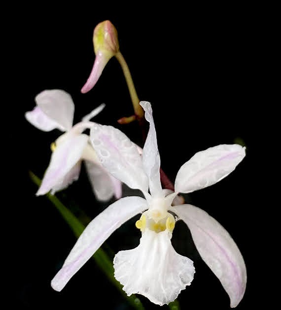 Holcoglossum kimballianum (Rchb.f.) Garay