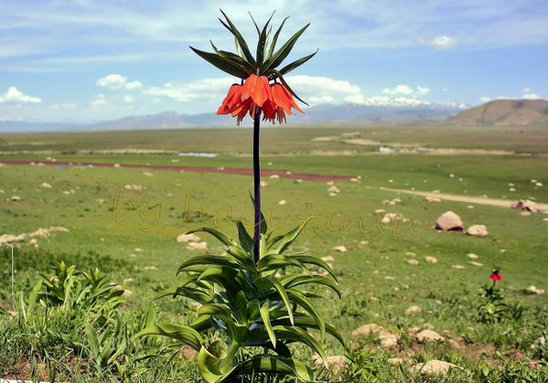 Allah seni bana vermekle bana vermediklerini telafi etmiştir. Şiir