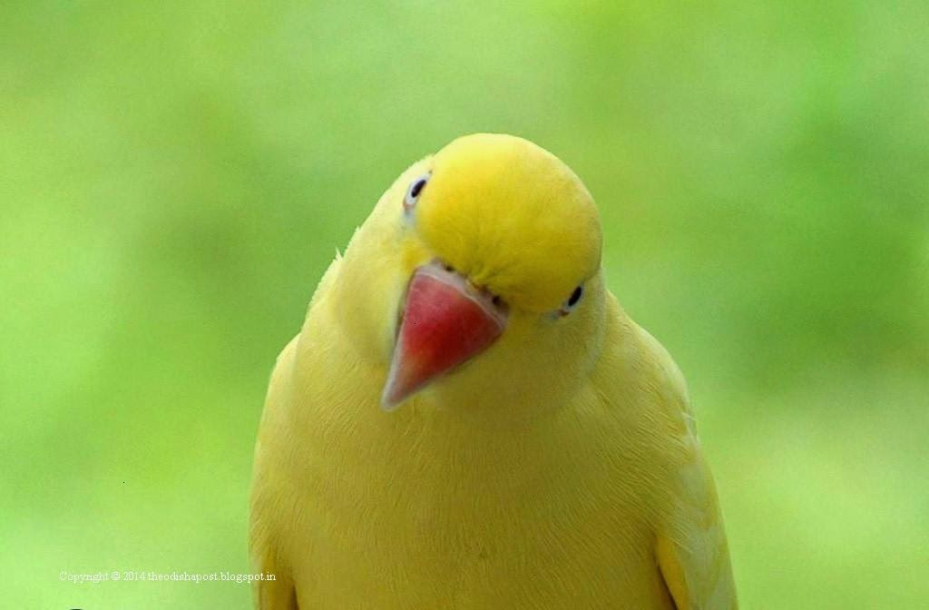 Yellow Beak wallpapers ,Eye-Beak-Yellow Wallpapers ~ The Odisha Post