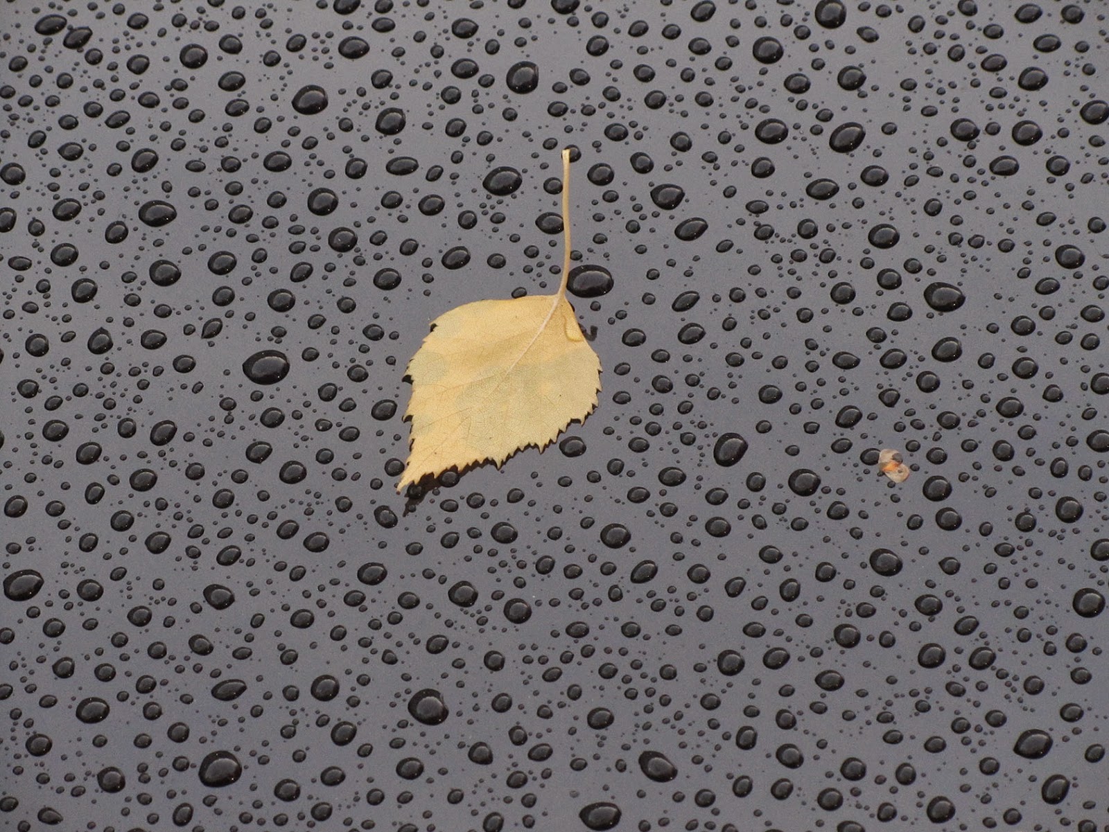 raindrops and yellow leaf on a black car