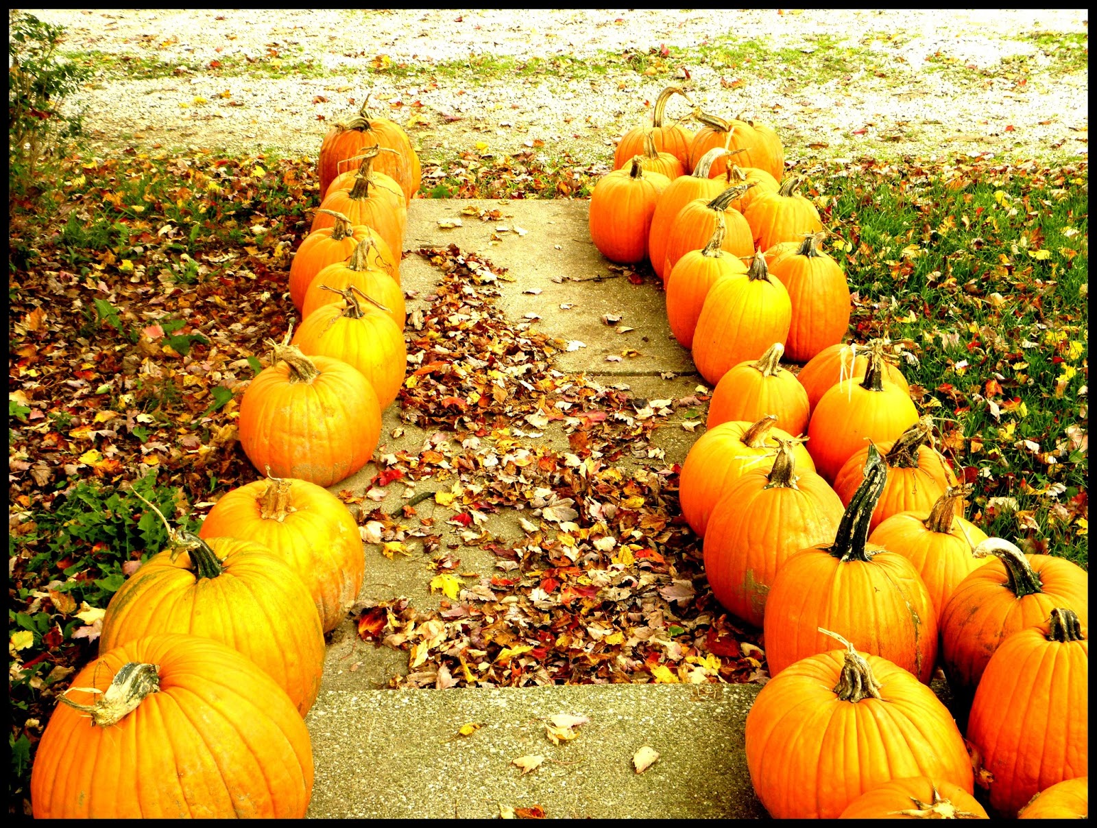 Beddow Farms Norton Ohio Pumpkins