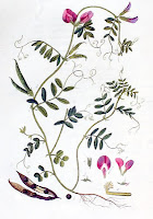 Fiğ bitkisi ve tohumunun çizimi