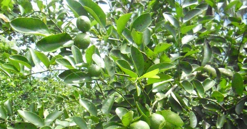 Tips Cara Menanam Jeruk Purut dan Jeruk Nipis Agar Berbuah