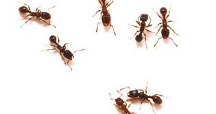 Gold-Digging Ant Physiology, Superpower Wiki