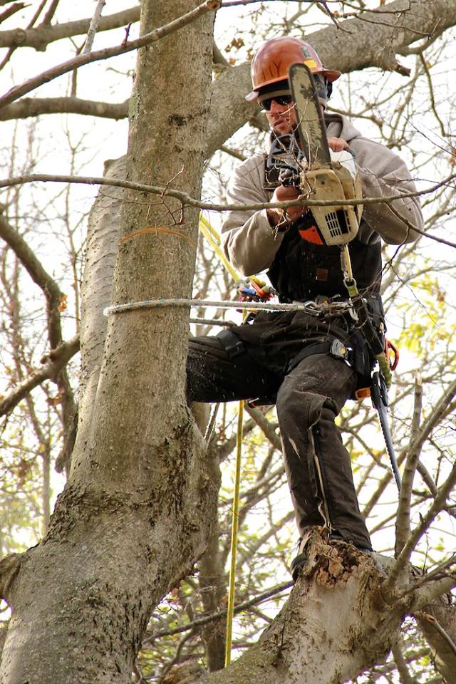 MEC&F Expert Engineers Tree limb kills 25yearold worker employed by
