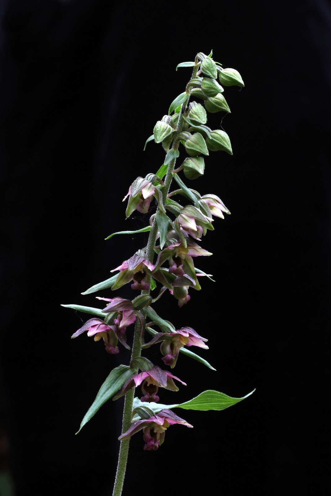 Native Orchids of the Pacific Northwest and the Canadian Rockies