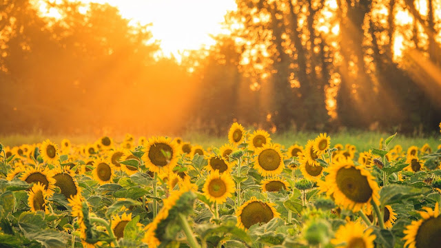 Sunflower field aesthetic wallpaper Wallpaper Aesthetic Field of Sunflowers