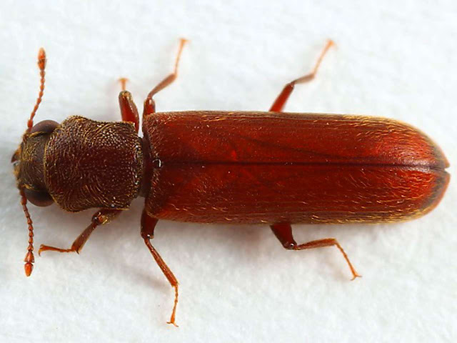 Teter, Serangga Pemakan Kayu Pertama yang Akan Kita Bahas