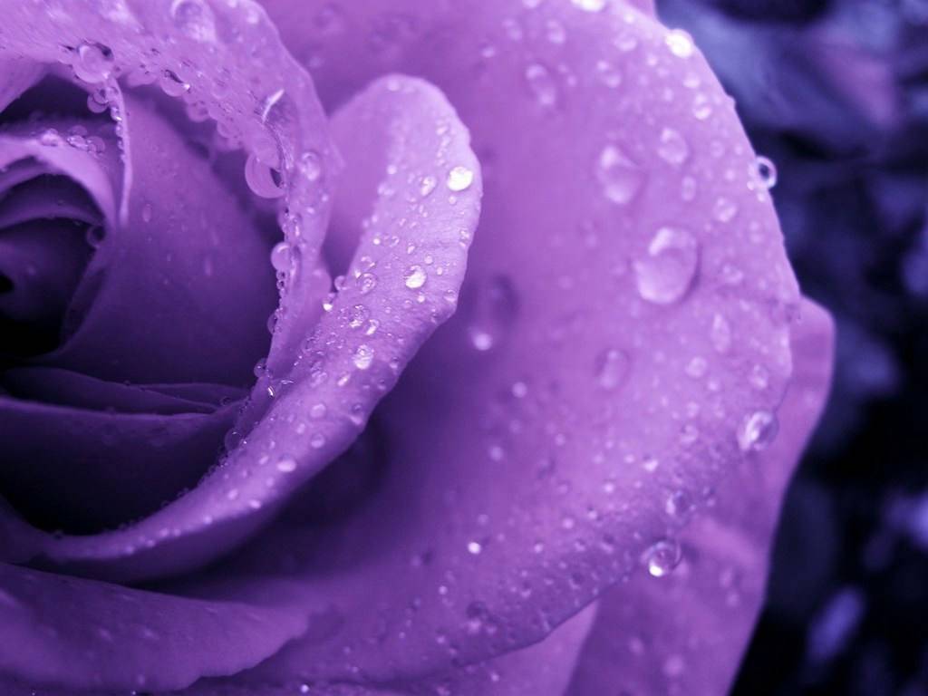 Purple Rose Wallpapers