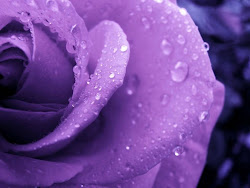 purple rose wallpapers roses lavender violet background flowers flower lilac rain dark colour mauve things texture water