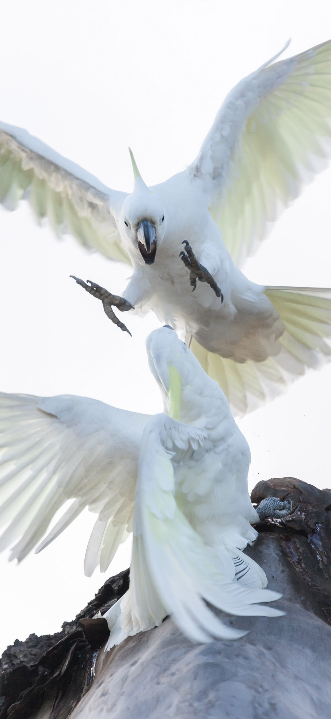 white-cockatoo-parrots-fighting-wallpaper