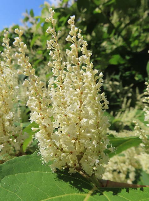 Buddleia Davidii Empire Blue Plants Garden Empire