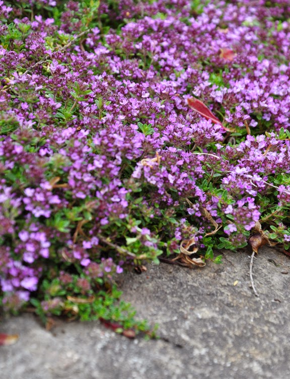 Three Dogs in a Garden The Rock Garden, Part 1