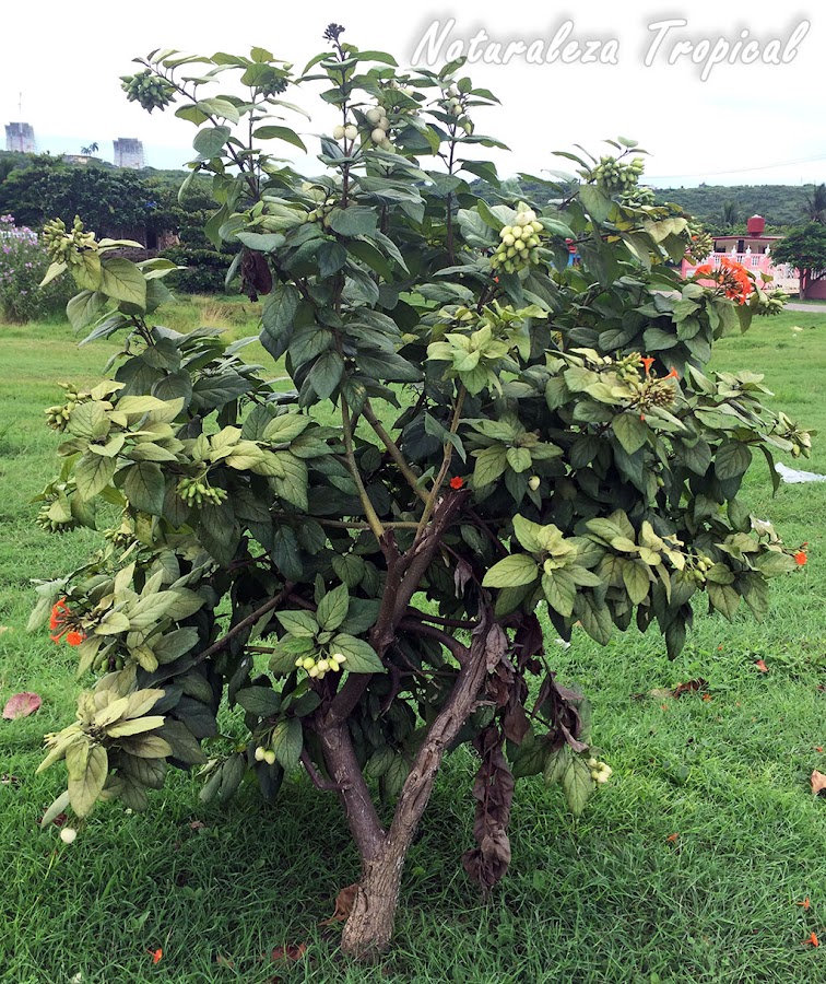 Vista del Árbol o Arbusto Nomeolvides, Cordia sebestena