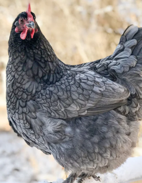 blue marans chicken