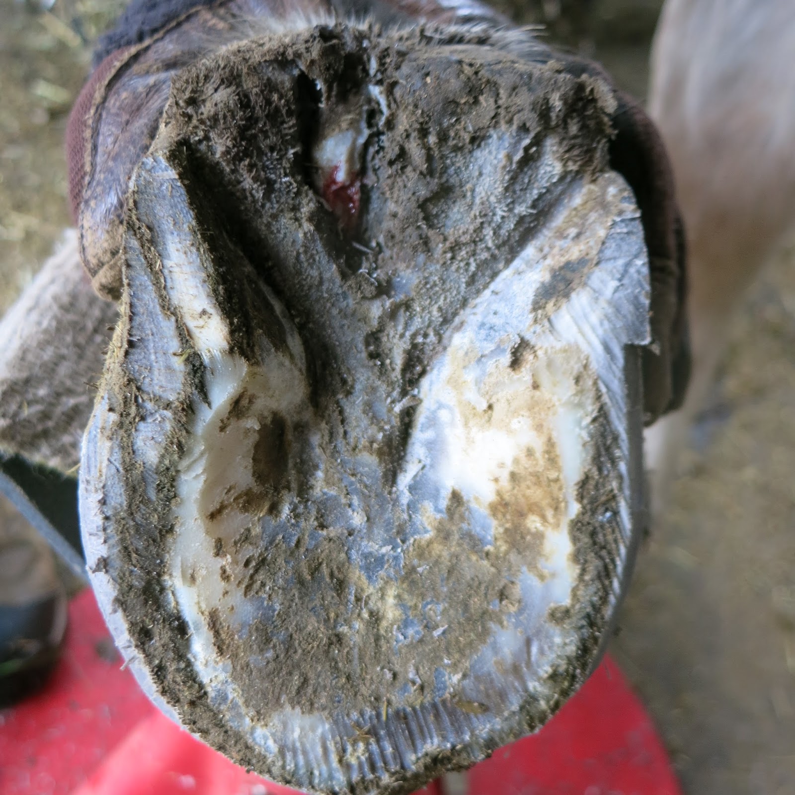 How To Treat Canker In Horses Feet at sarahdclarko blog