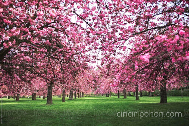 Ciri Ciri Pohon Sakura