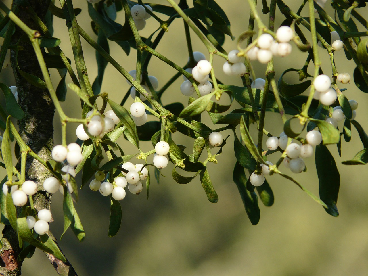 Grow Your Mistletoe