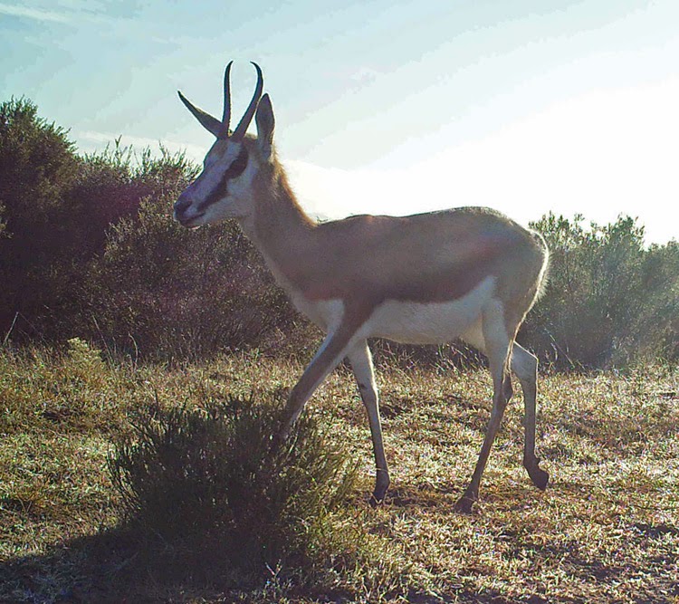 Remote Camera Trap - South Africa: June 2014