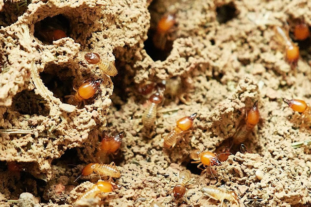 النمل،النمل الأبيض،مكافحة النمل الأبيض،النمل الأسود،النمل الأحمر،تزاوج النمل،النمل الطائر،النمل الأبيض الطائر،انتشار النمل،بيض النمل،ملكة النمل،أضرار النمل الأبيض،أعشاش النمل،طعام النمل،أهمية النمل