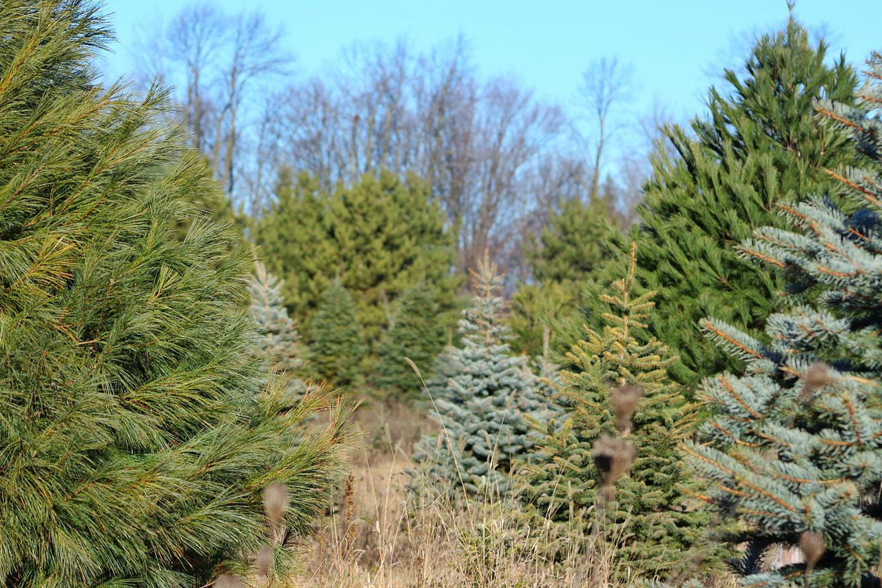 Woods Whys "Why Are Fir and Spruce Trees so Conical?"