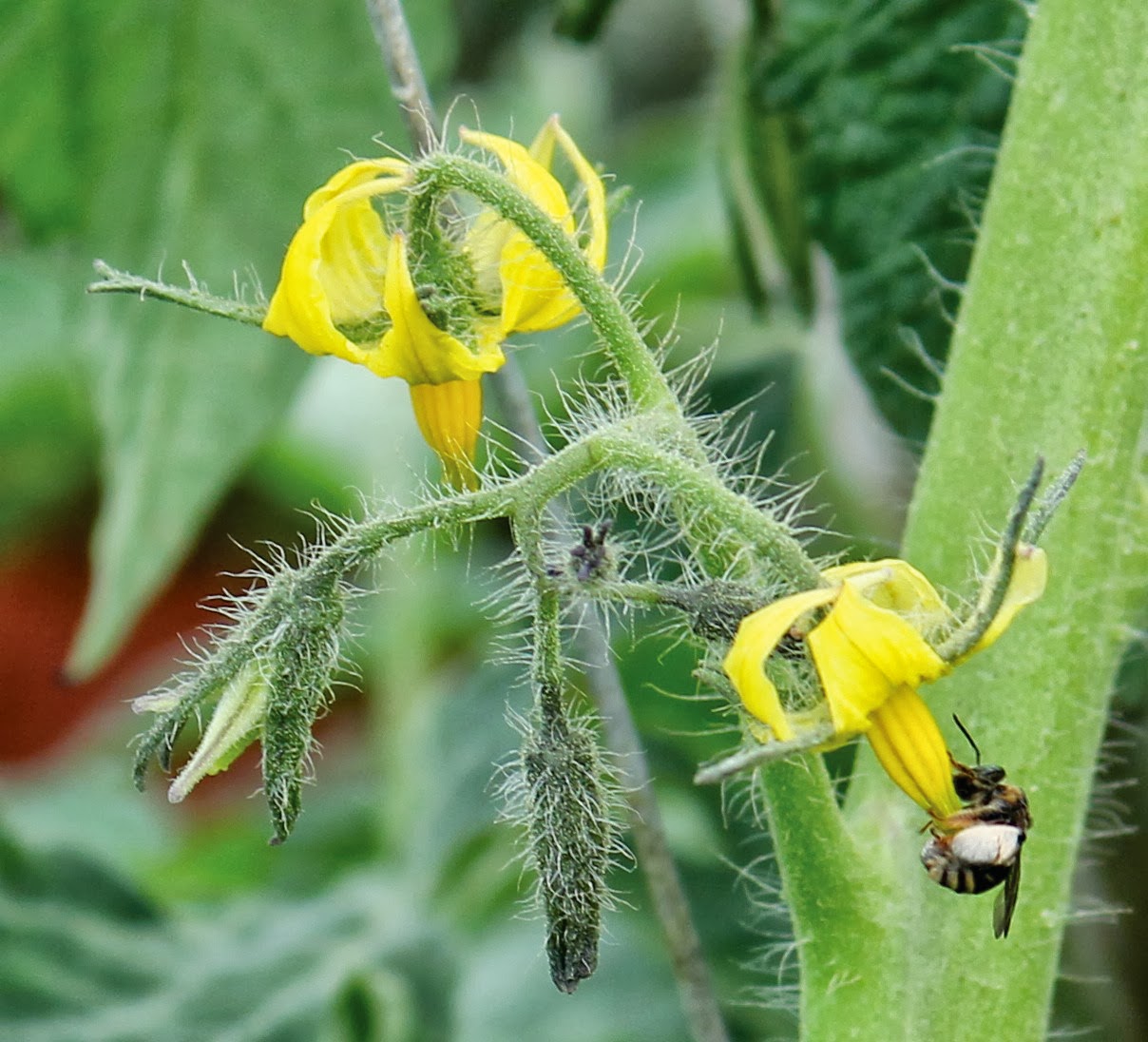 Pollination Magazine Native Bees Pollinate Tomato Flowers and Increase