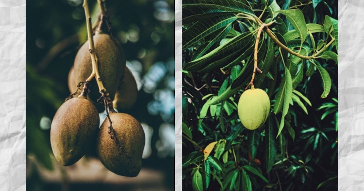 The First Blog Post Introduction to Common Diseases on Mango