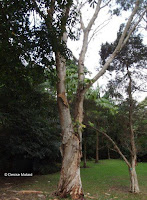 White paperbark tree - Ho'omaluhia Botanical Garden, Kaneohe, HI