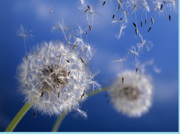 Ciri Ciri Bunga Yang Penyerbukannya Dibantu Oleh Serangga Adalah