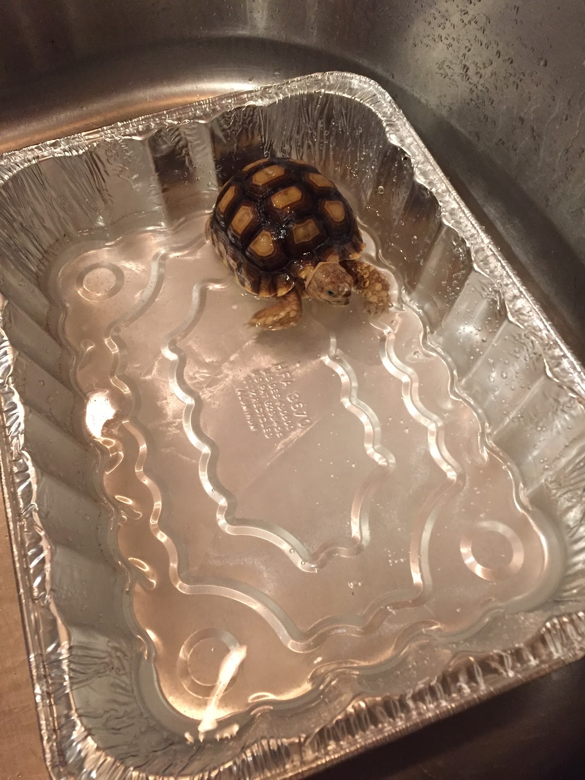 Princeton Nature Notes How To Bathe a Tortoise