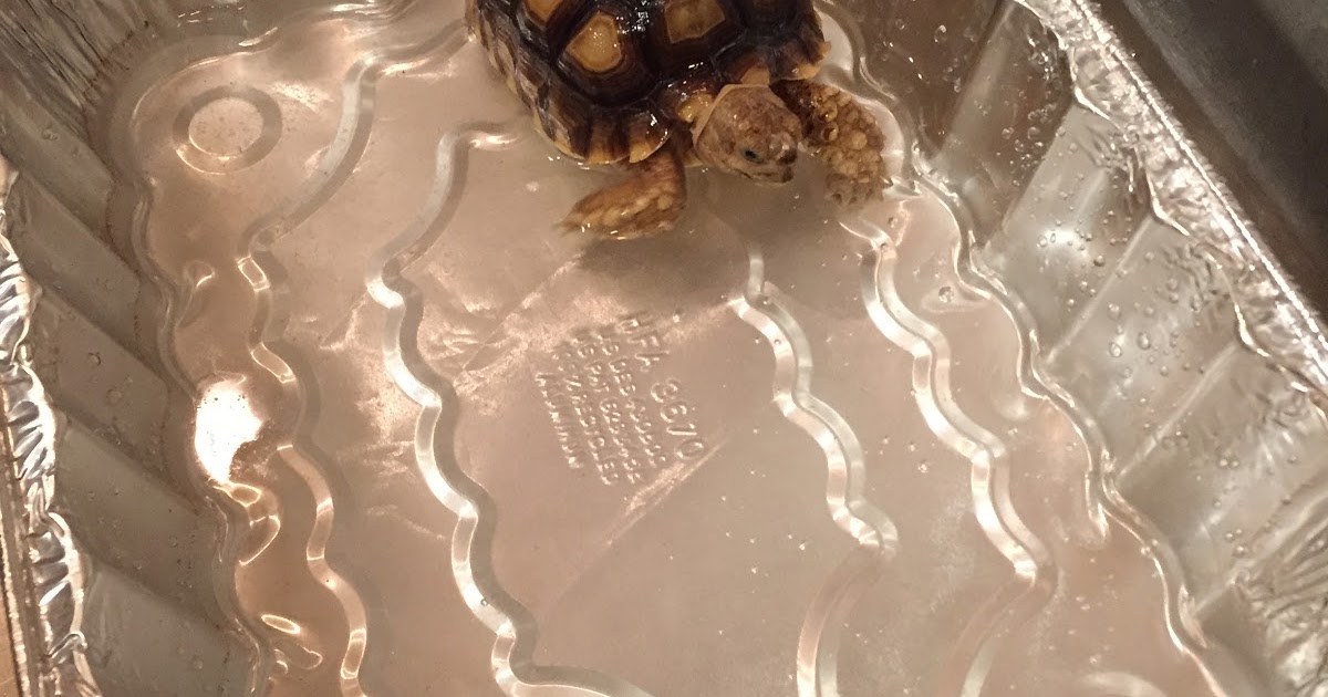 Princeton Nature Notes How To Bathe a Tortoise