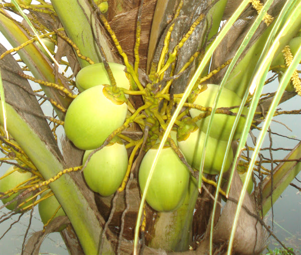 business plan on coconut water production