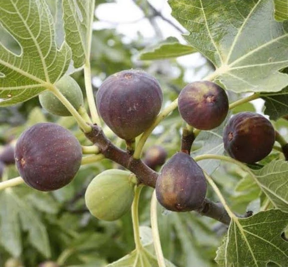 Bibit Buah Tin Purple Yordan Fresh Cangkok Mataram