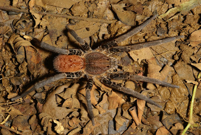 Theraphosid spiders Nicaragua