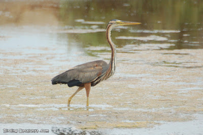 Agró roig (Ardea purpurea)