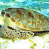 Sea Turtle - Do Sea Turtles Eat Fish