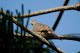 5 Cara Membuat Suara Perkutut Besar (+Tips Pilih Burung) 5 Cara Membuat Suara Perkutut Besar (+Tips Pilih Burung)
