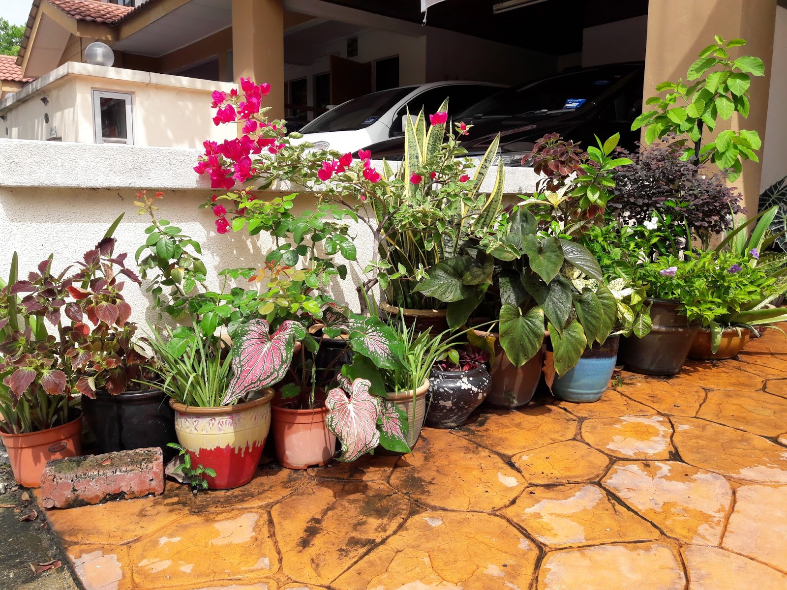 kebun sejemput Laman  Depan Rumah 