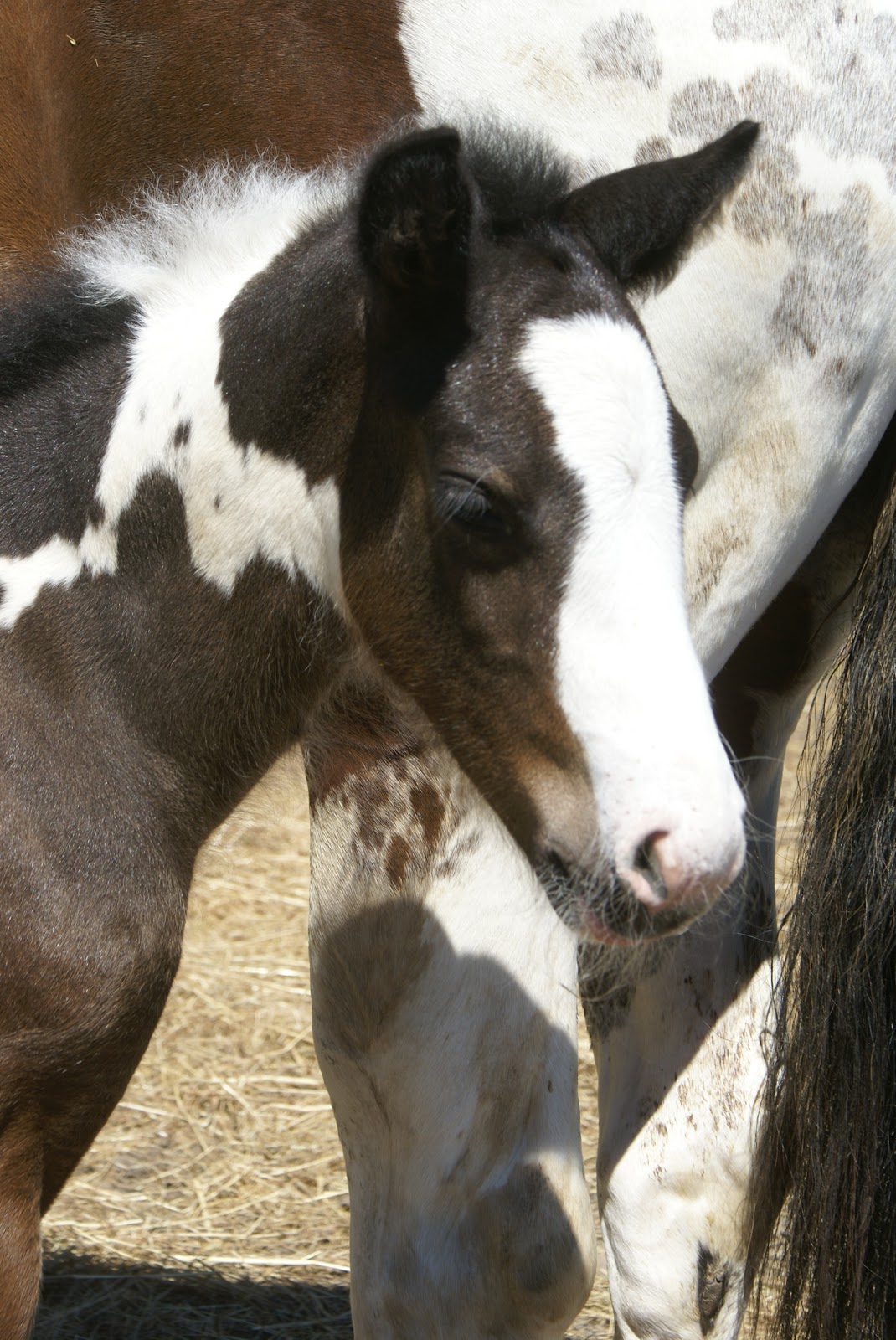 Theyre Here The Most Amazing Baby Horses For Sale Ever - zvp94ei