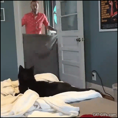 Funny Cat GIF • What The Fluff Challenge • The black kitty scratches the wall Who's going to feed me? Funny Cat GIF • What The Fluff Challenge • The black kitty scratches the wall Who's going to feed me?