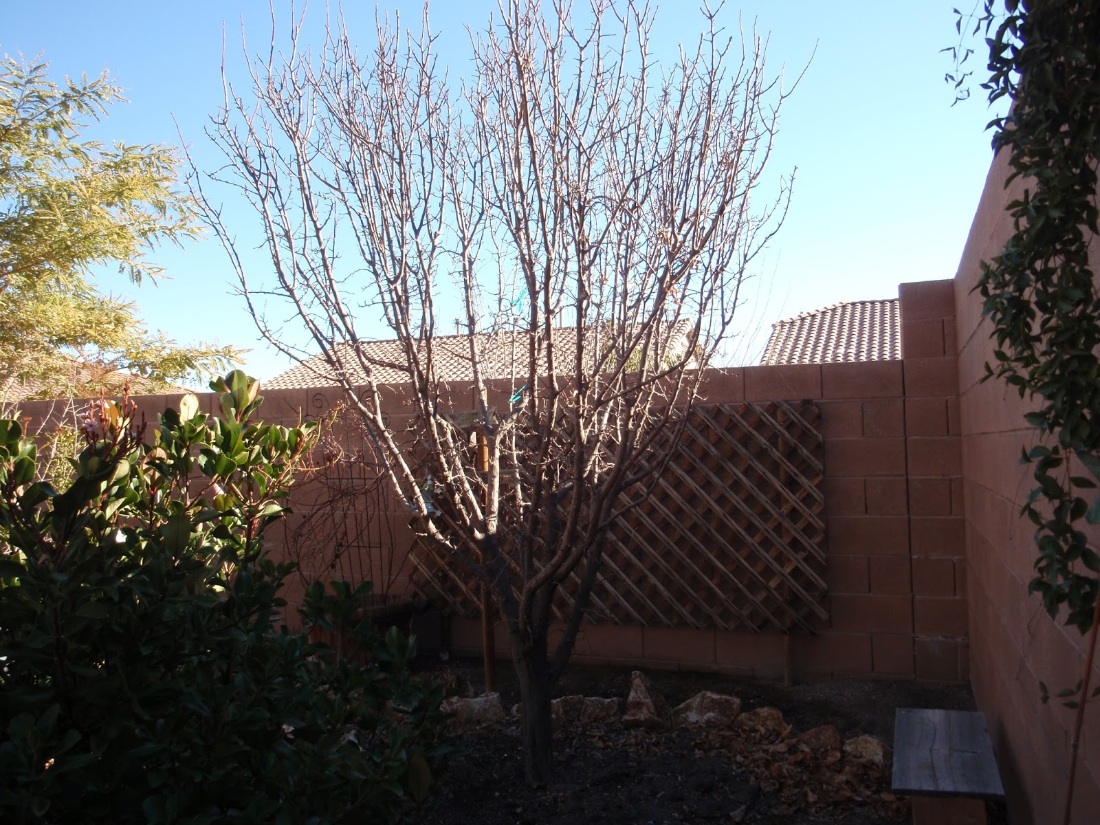 Fruit Trees Las Vegas Pruning in the Spring