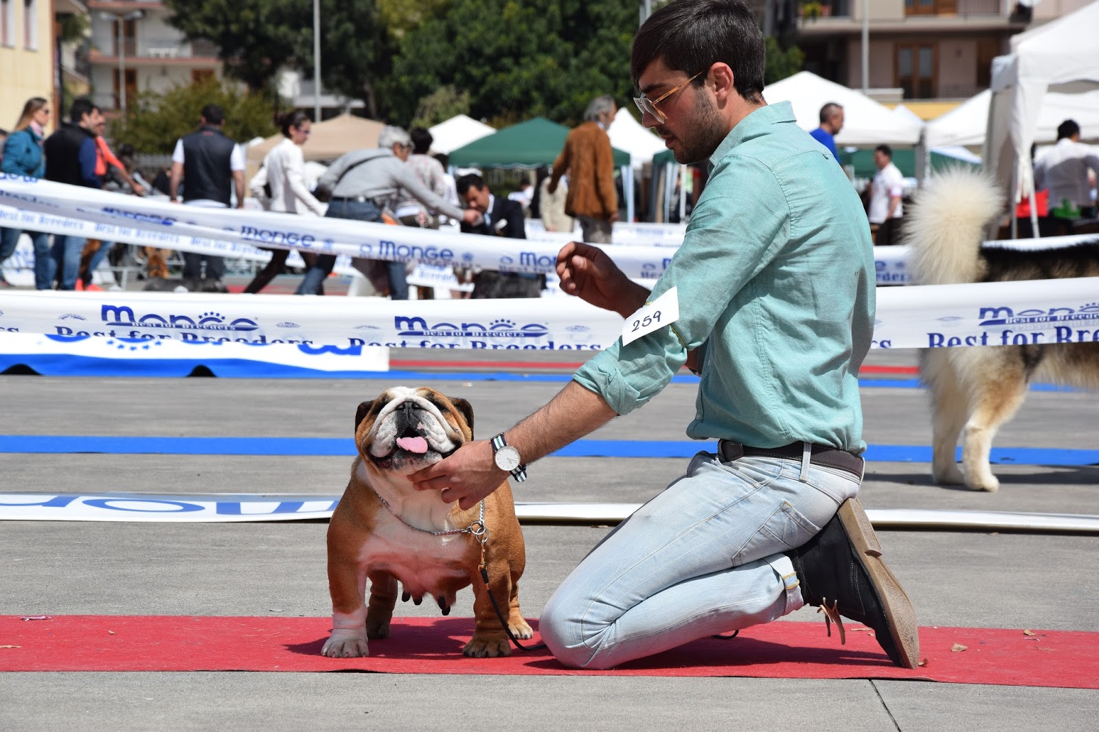 Darwin Bulldogs kennel Rembombory Sandy I