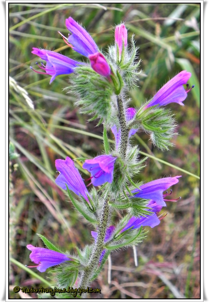 NaturAranjuez VIBORERA COMUN ( Echium vulgare)