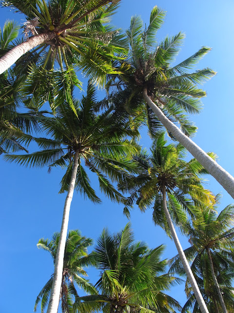 ini cerita kita Pokok kelapa 